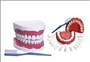 Modelo de Dentição c/ todos os dentes removíveis